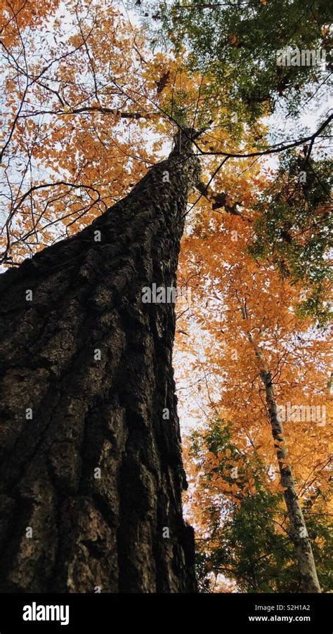 Fall colors in Wisconsin Stock Photo - Alamy