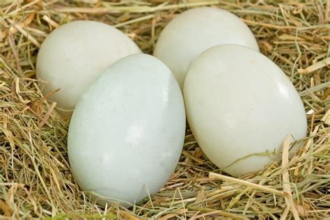 Organic Duck Eggs Hatchery, Highest Quality Cage-Free Duck Eggs for ...