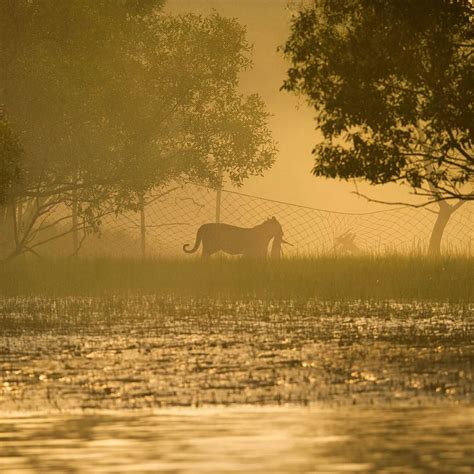 The Sundarban Tiger