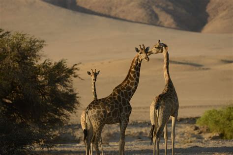 Wildlife safaris in Namibia | Expert Africa