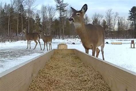 WATCH: Brownville's Deer Pantry is Open for the Winter