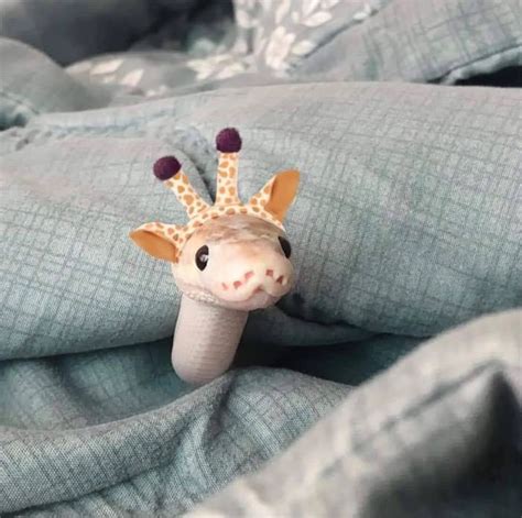 Adorable Photos of Snakes wearing Hats that Will Make your Day