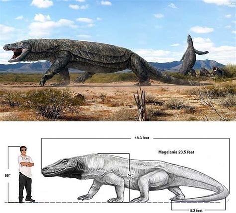 Megalania size, biggest lizard ever #papodinosaurs#papospinosaurus#rebordinosaur# ...