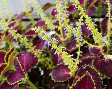 Coleus propagation: how to get more plants | Gardeningetc