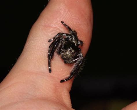 Eyelash Jumping Spiders | Evolution Reptiles