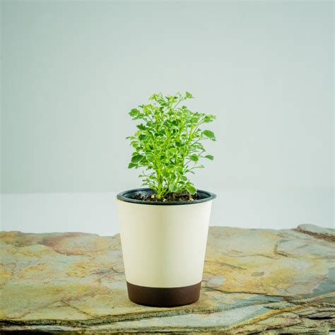 Indoor Plants — Heartyculture Nursery