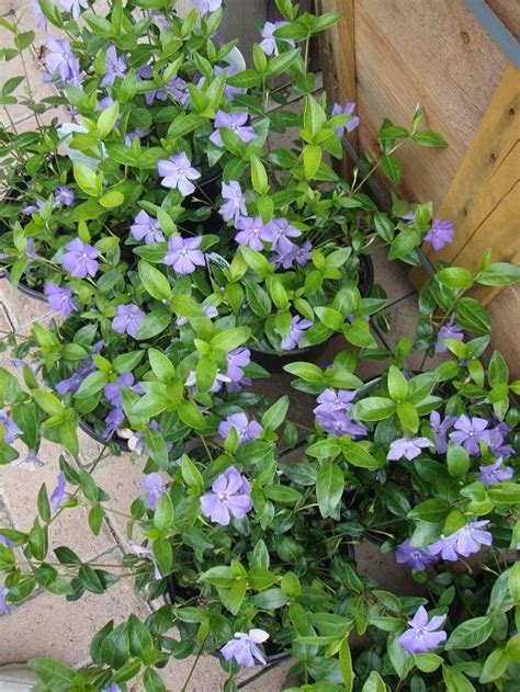 22 Best Types of Vincas | Madagascar Periwinkle Varieties