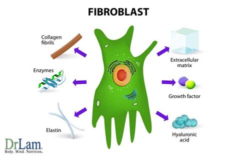 Fibroblast Growth Factors - The Latest News In Anti Aging Technology