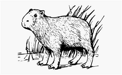 Capybara Clipart Black And White - Capybara Coloring Page , Free ...