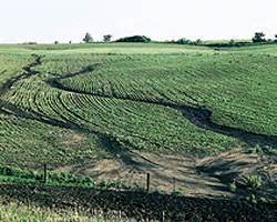 Researchers look for ways to slow runoff, soil erosion in farm fields