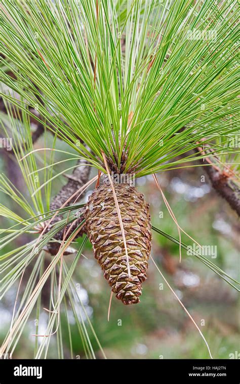 Longleaf pine cone Stock Photo - Alamy