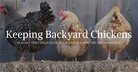 14 Ways Backyard Chickens Save Your Garden and the World