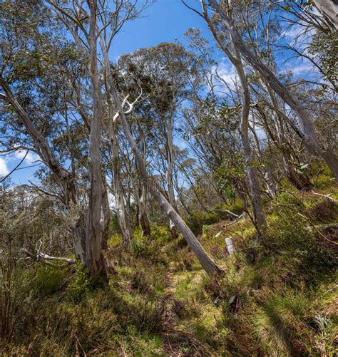 Snow Gums in the Victorian Alps, Victoria, Australia Stock Photo - Image of nature, bark: 115690040