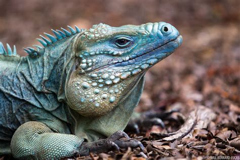 Grand Cayman Iguana | Will Burrard-Lucas