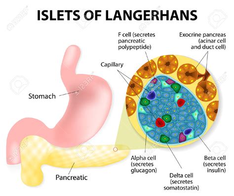 Functions of pancreas.... ~ Biological Science Help Blog | Biochemistry Help Blog | Molecular ...