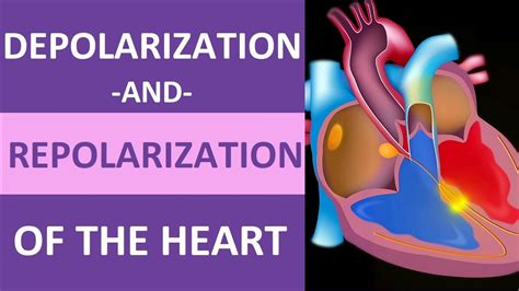 Depolarization And Repolarization Of Heart: Action, 55% OFF