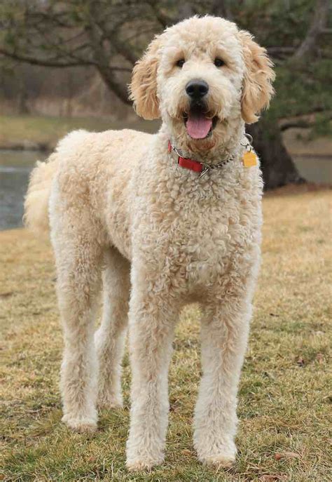 Goldendoodle hypoallergenic designer dogs - F1/F1b puppies - info. FAQs