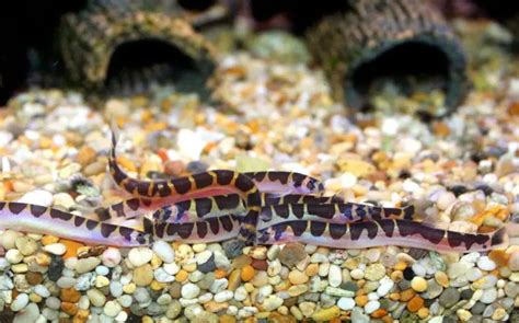 Kuhli Loach: Feeding, Breeding and Tankmates Information