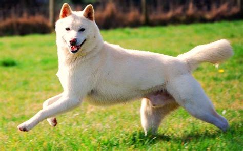 Korean Jindo Dog Breed | Info | Characteristics | Traits