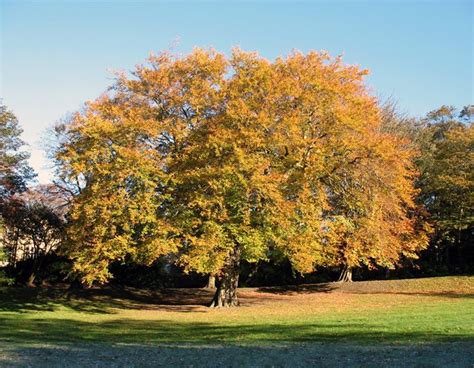 oak tree | autumn autumnal | Trees | Pinterest