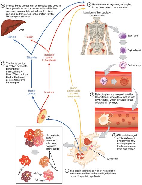 Erythrocytes · Anatomy and Physiology