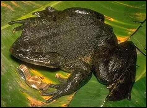 Goliath Frog | Cryptid Wiki | Fandom powered by Wikia