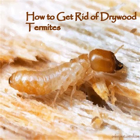 How to Get Rid of Drywood Termites - Online Pest Control