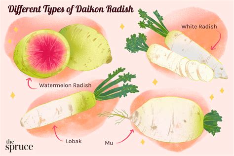 What Is Daikon Radish?