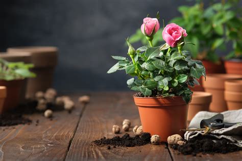 How To Plant Roses In Pots (Step By Step Guide) – Home & Hatch