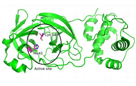 Structure of 3CL protease from SARS-CoV-2. The active site residues,... | Download Scientific ...