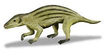 Ornithorhynchidae - Wikipedia