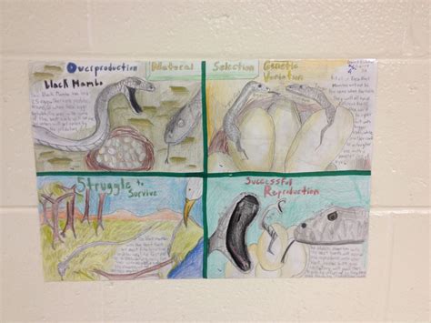 Natural Selection diagrams. | Middle school, Teaching, Natural selection