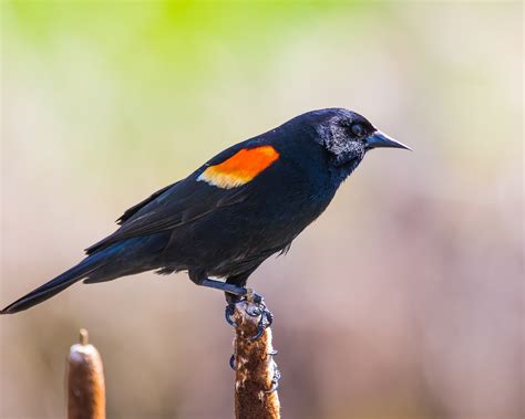 Blackbird Perched Red-Winged - Free photo on Pixabay