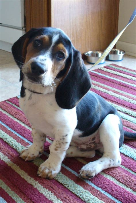 Bagle Hound (Basset Hound Beagle Mix) Info, Facts, Temperament, Training, Puppies, Pictures