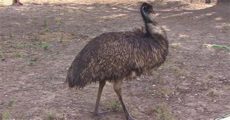 Angry six-foot emu attacks Texas WWII veteran - CBS News