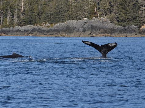 Photos | Sitka Wildlife Tours