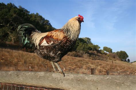 The Bird Nerd: 48 Chicken Breeds & Facts