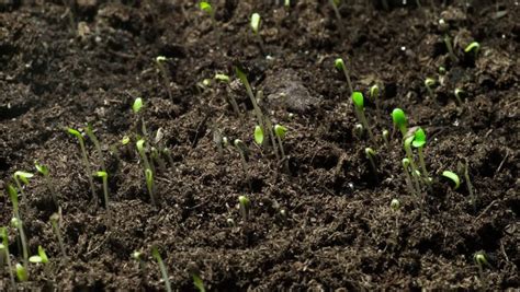 Plants Growing Time Lapse Stock Footage Video (100% Royalty-free) 26105255 | Shutterstock