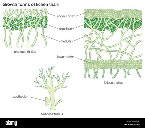 Growth forms of lichen thalli Stock Photo - Alamy