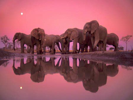 elephant pink - Elephants & Animals Background Wallpapers on Desktop ...