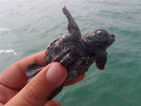 Acoustic tags track 'frenzy swimming' in baby sea turtles | Science | AAAS