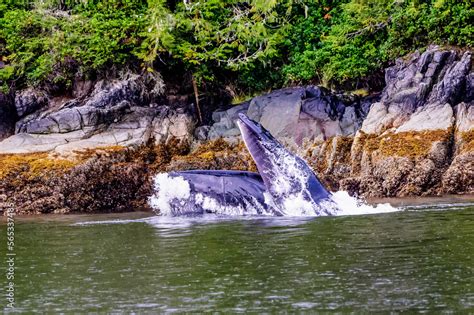 Humpback whale feeding Stock Photo | Adobe Stock