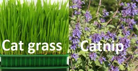 The Complete Guide to Cat Grass and Catnip - Archie Cat