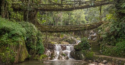 Discovering India's remarkable living bridges | Faraway Worlds