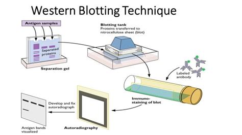 Western Blotting - MyBioSource Learning Center