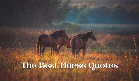 My Favorite Horse Quotes | Love the Energy