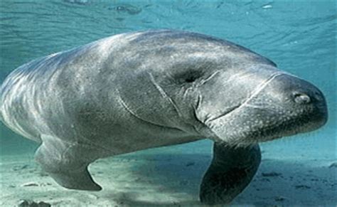 Florida Manatee Facts Find Out Everything About The Manatee of Florida