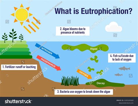 Algal Blooms Eutrophication