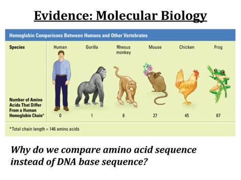 PPT - Structural Evidence of Evolution PowerPoint Presentation - ID:3064155