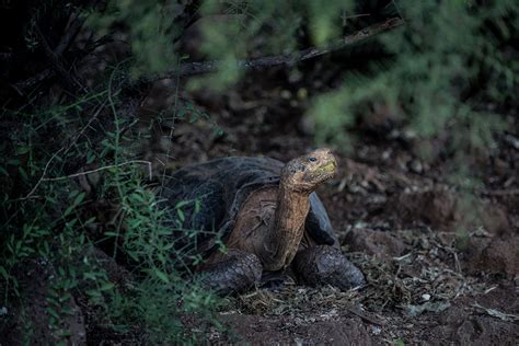 Island Conservation How One Española Giant Tortoise Saved a Species - Island Conservation